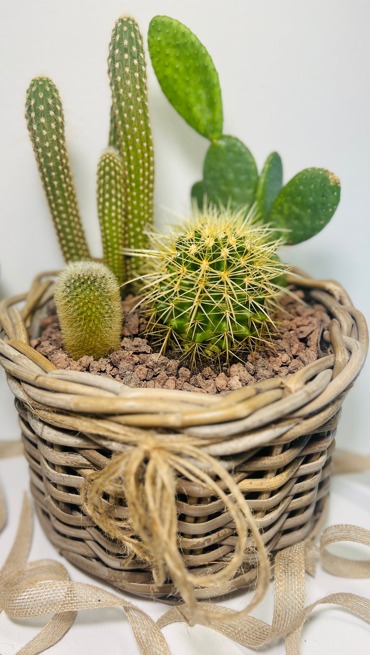 Mini jardín de cactus