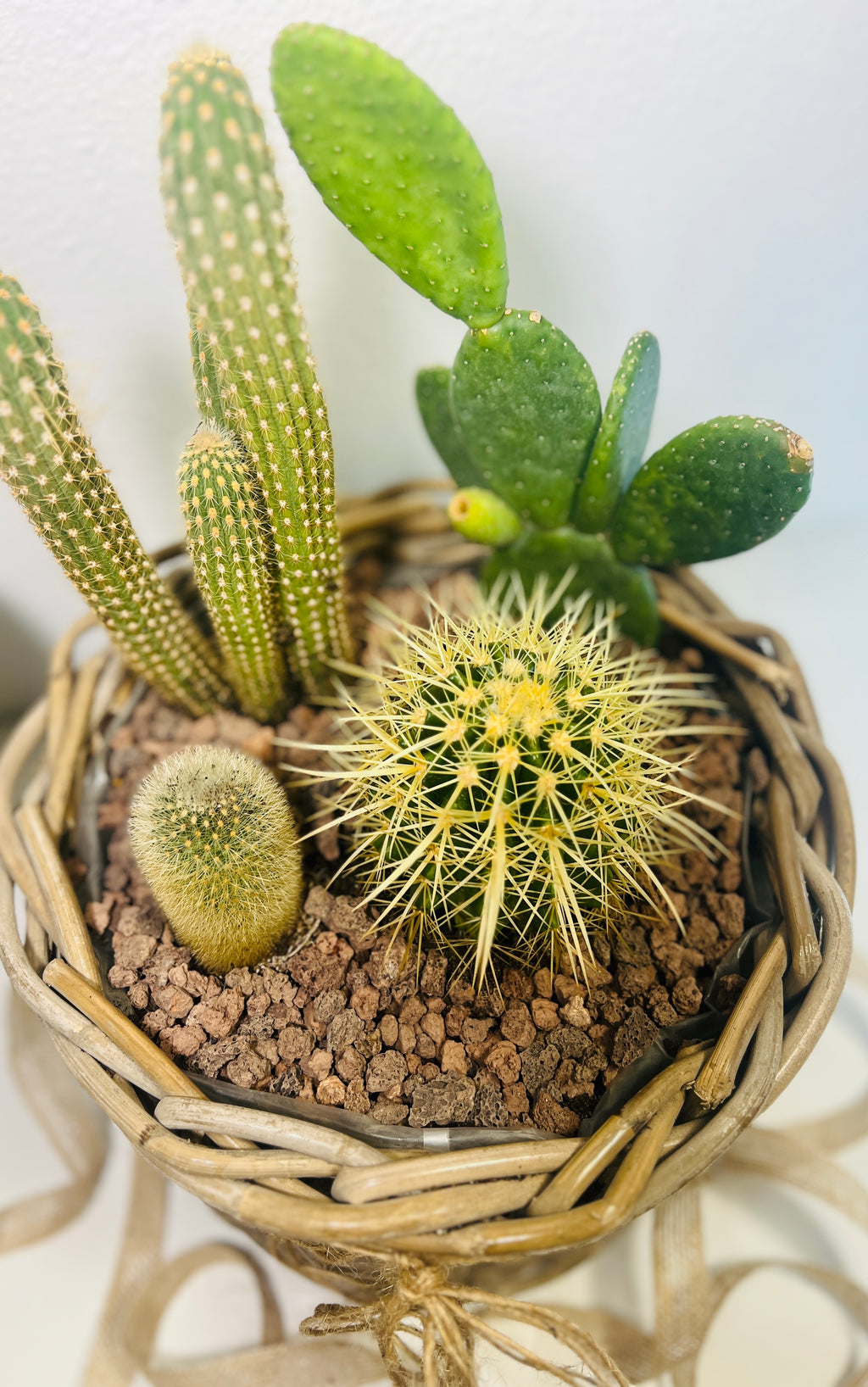 Mini jardín de cactus