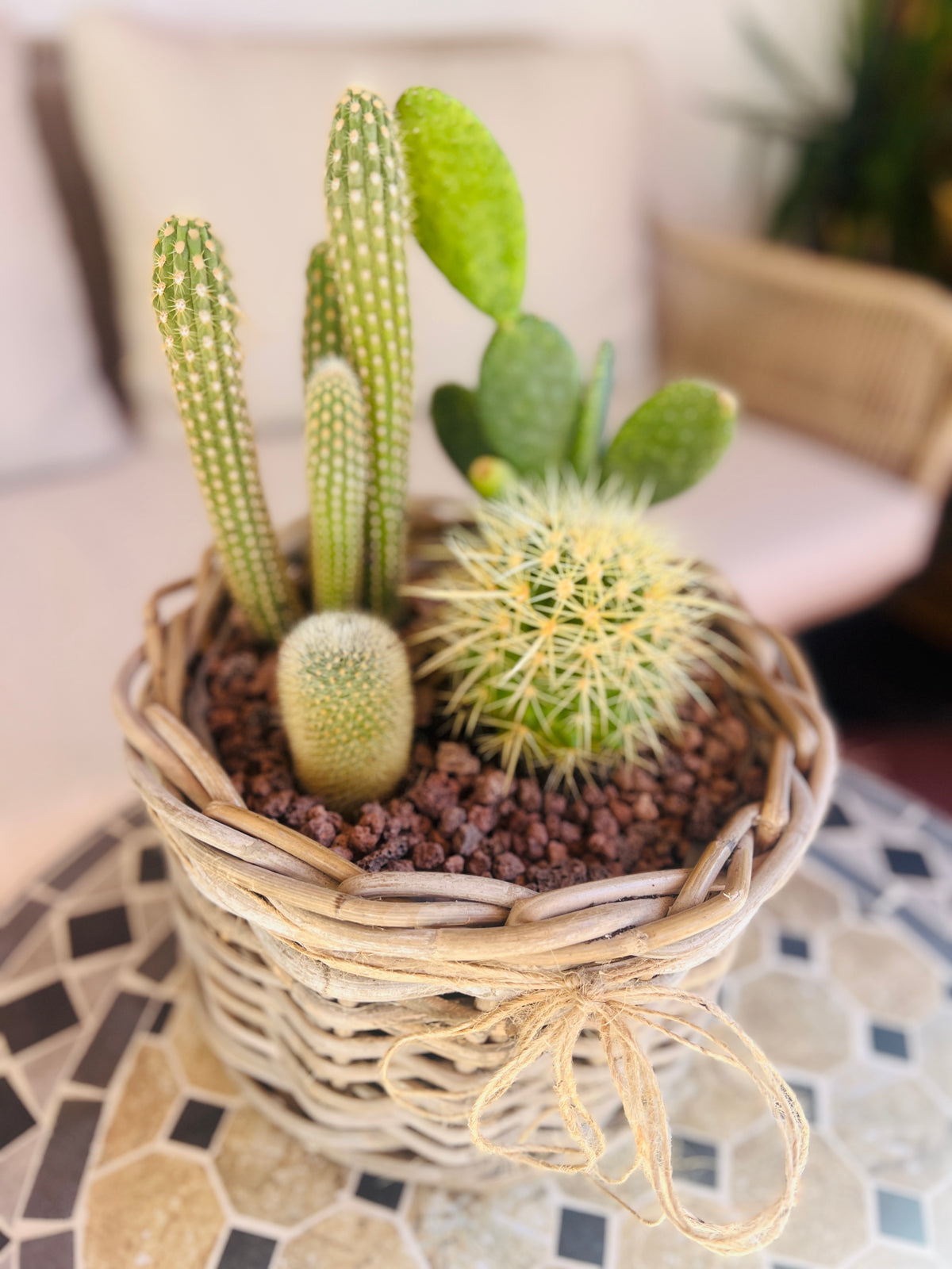 Mini jardín de cactus