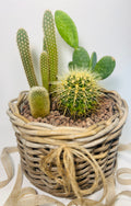 Mini jardín de cactus