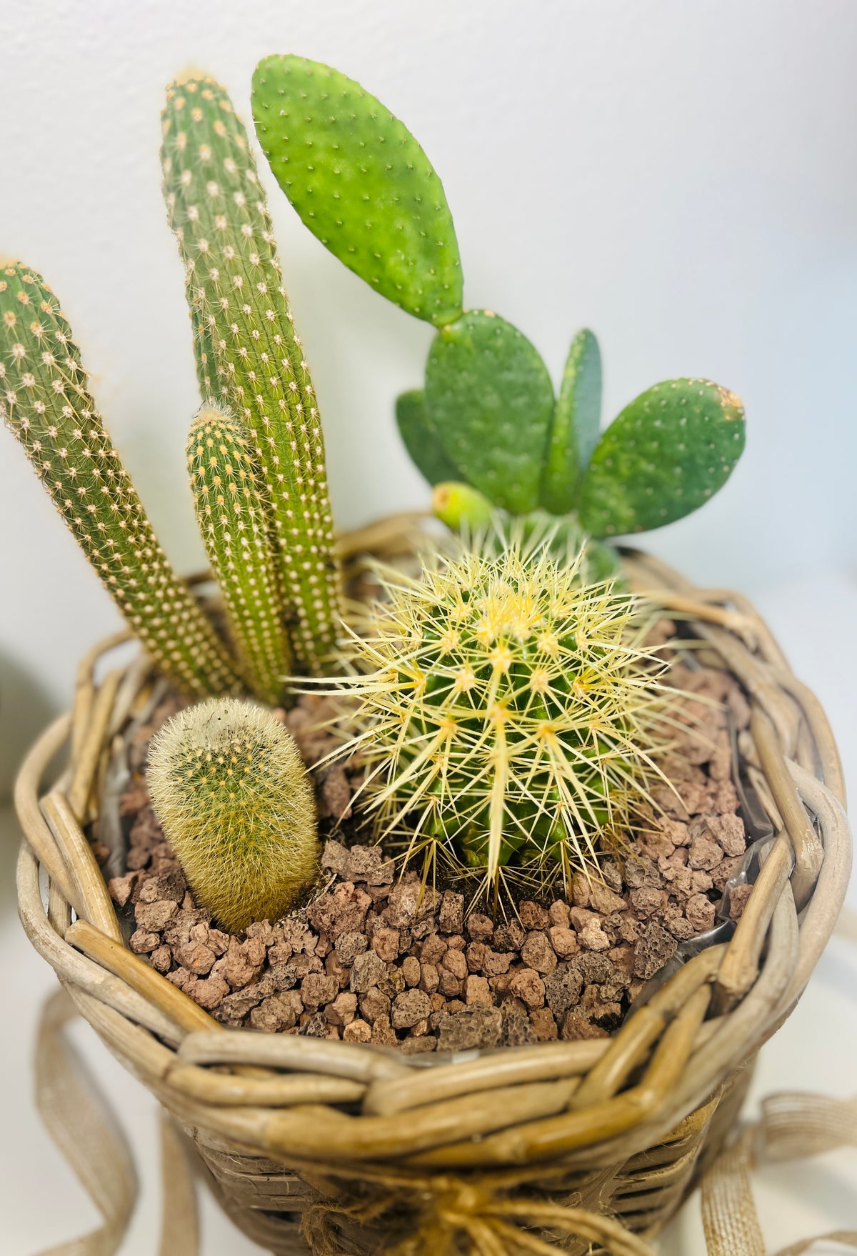 Mini jardín de cactus