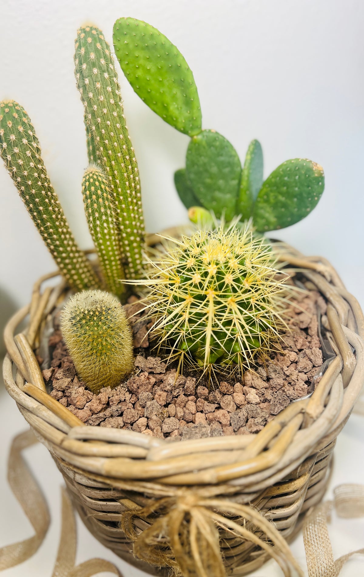 Mini jardín de cactus