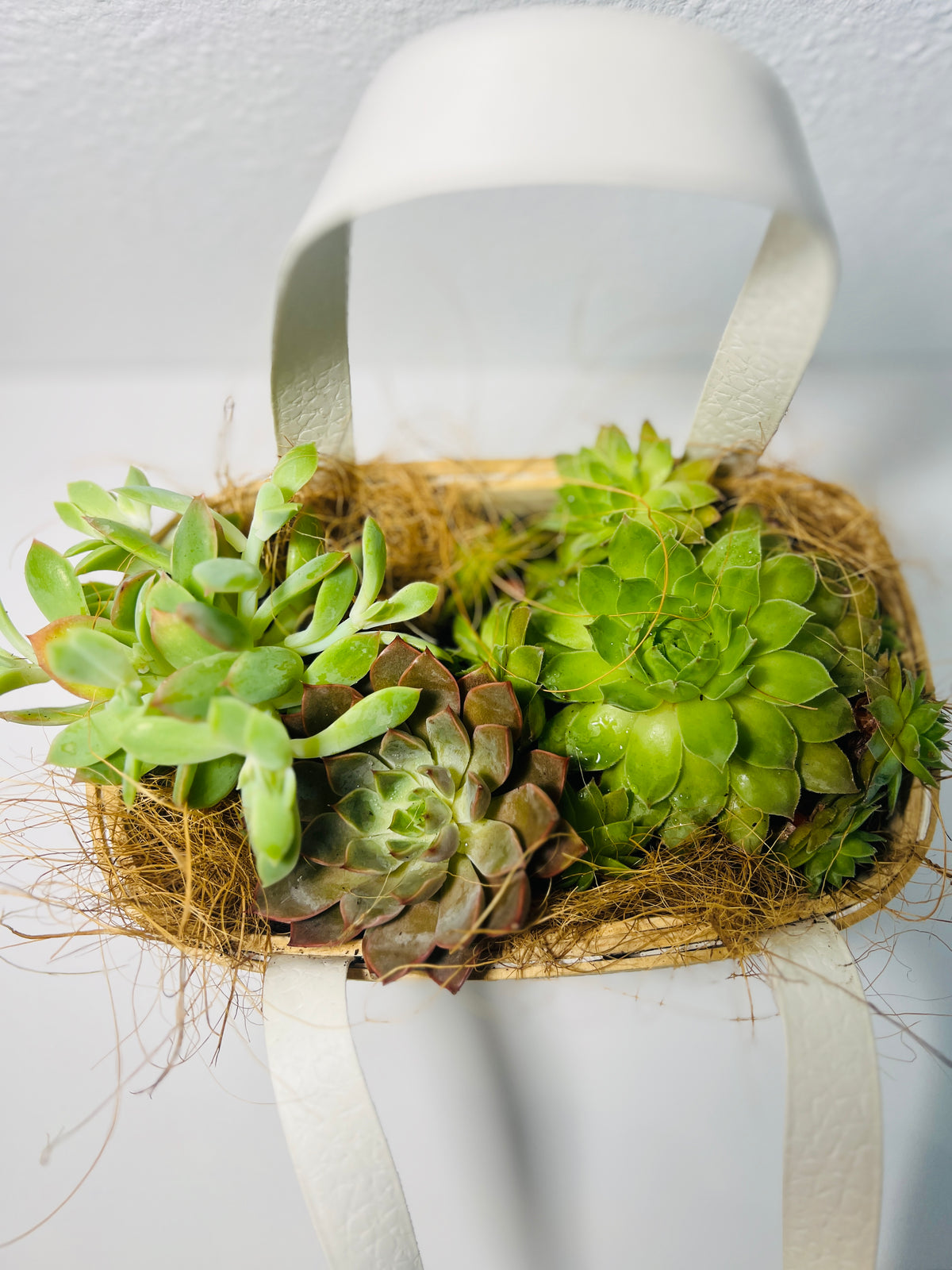 Canasta de Suculentas | Arreglo Natural Decorativo