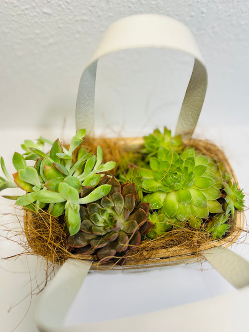 Canasta de Suculentas | Arreglo Natural Decorativo