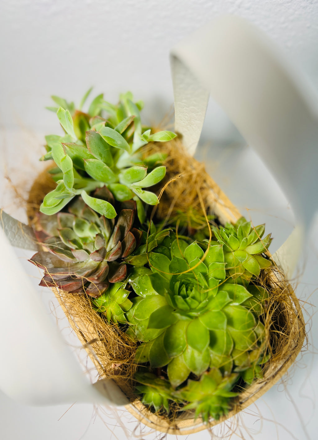 Canasta de Suculentas | Arreglo Natural Decorativo