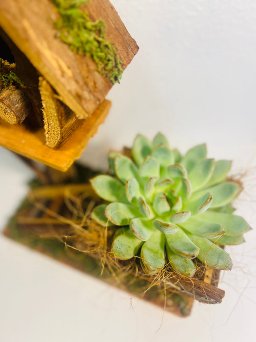 Casita de pájaros rústica decorativa con suculenta