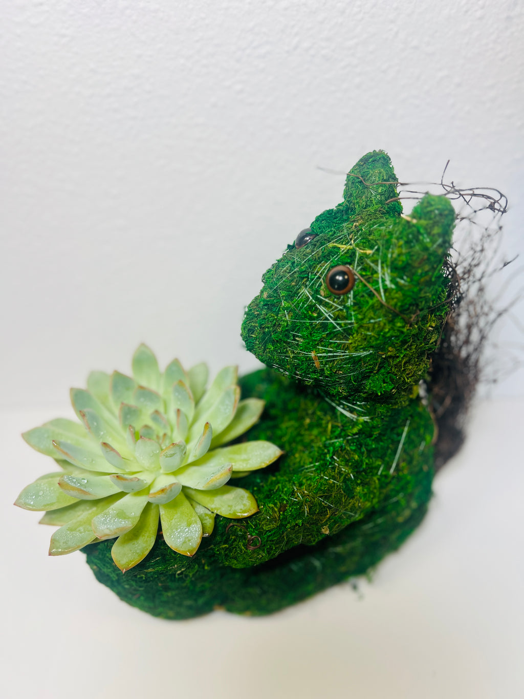 Arreglo Ardilla