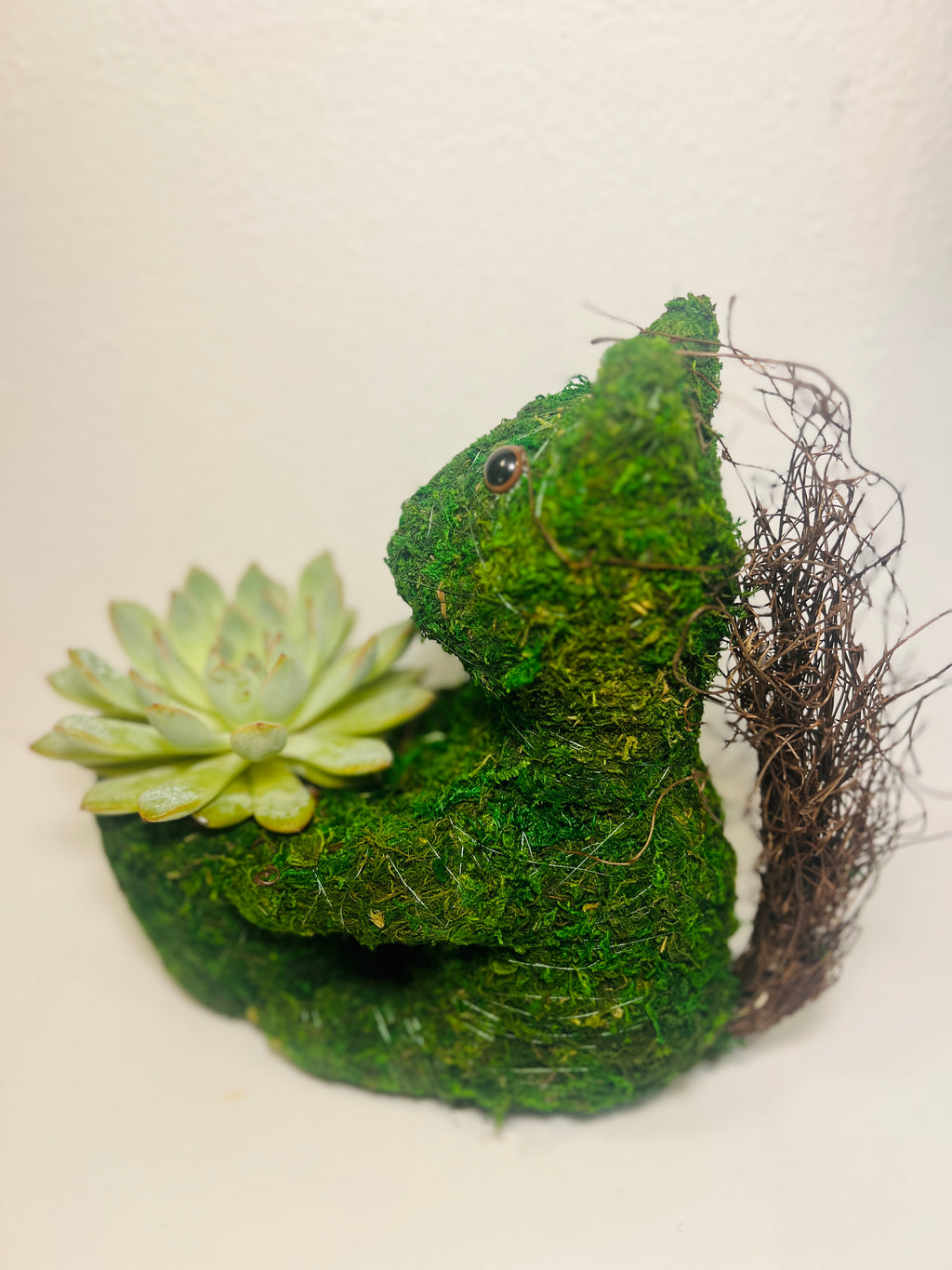 Arreglo Ardilla