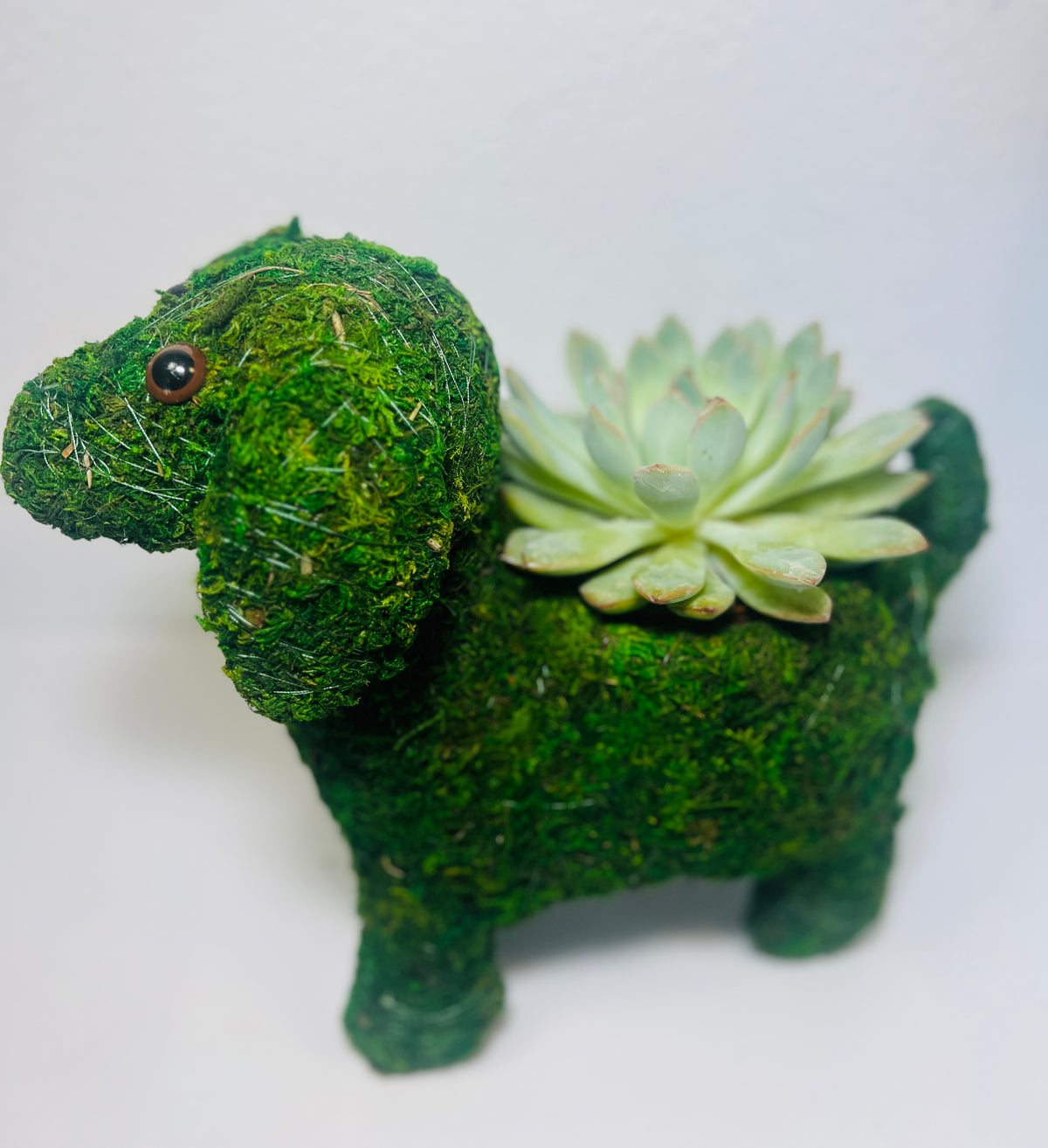 Perrito del Jardín