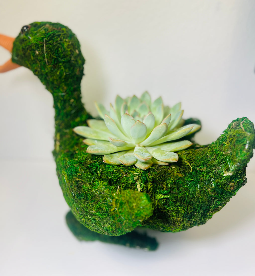 Patito del Jardín