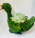 Patito del Jardín