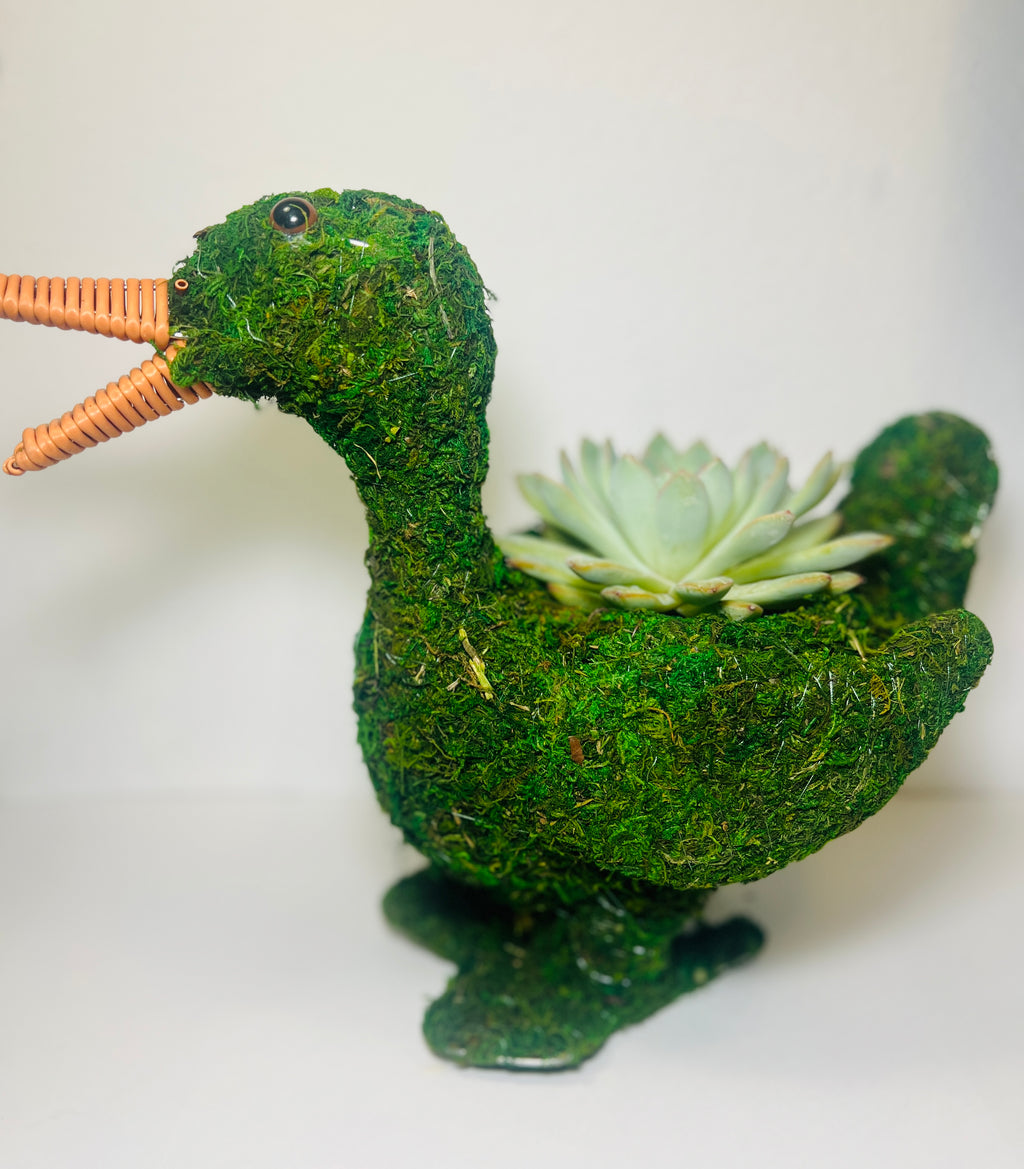 Patito del Jardín