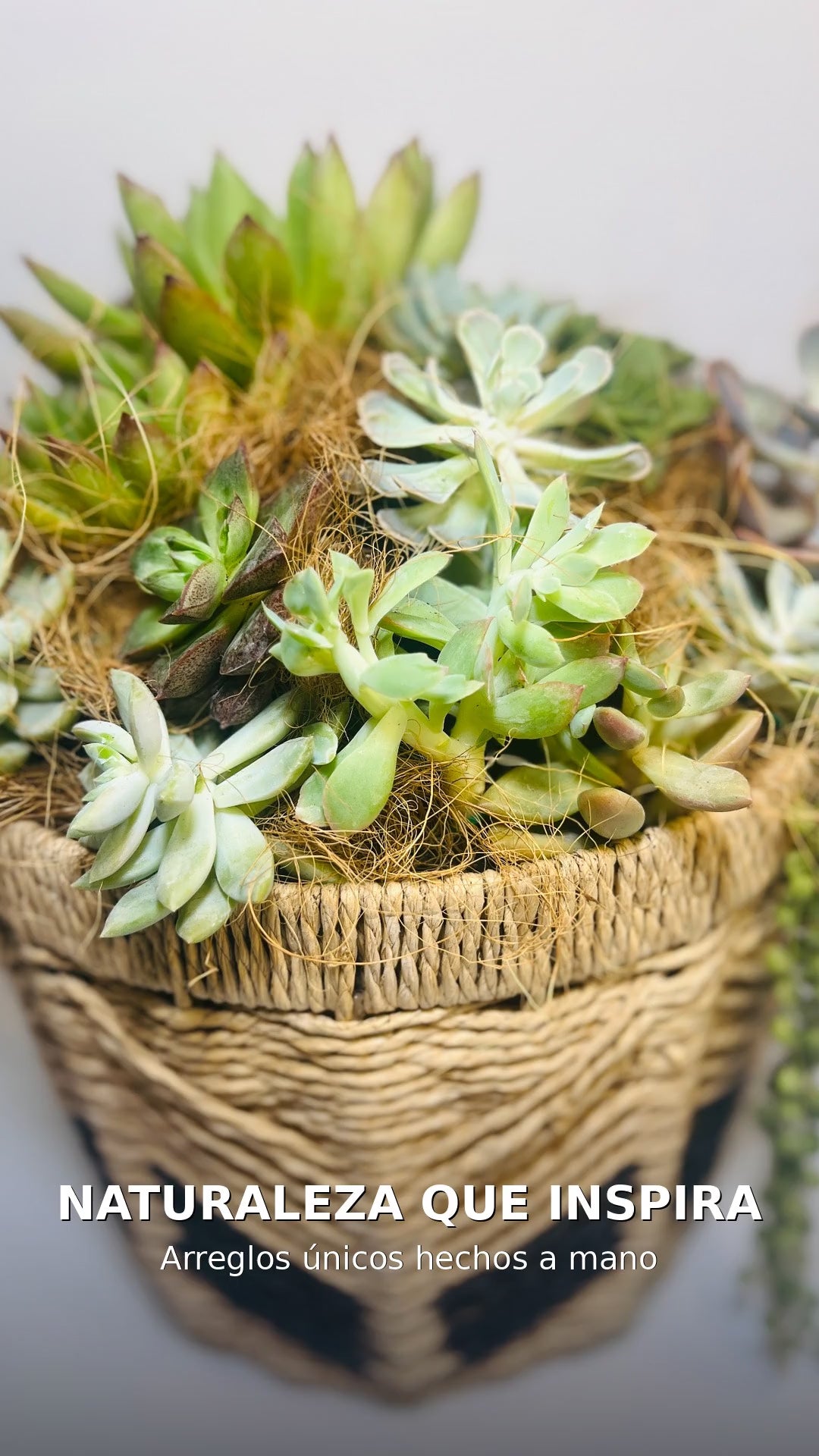 Cesta Botánica Exclusiva · 23 Suculentas